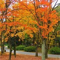 写真: 大阪城公園の紅葉