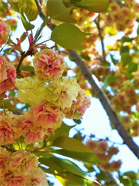 写真: 園里黄桜
