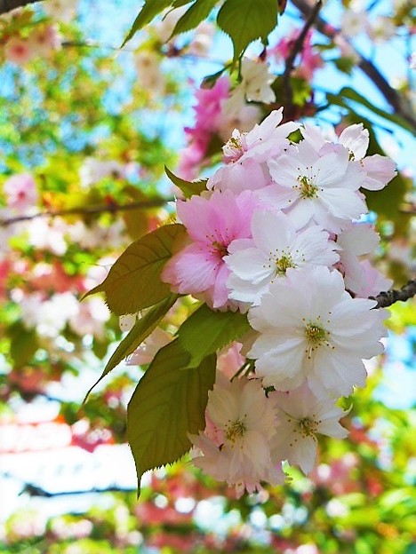 奈良八重桜