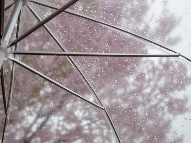 写真: 春の雨
