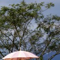 日傘雨傘