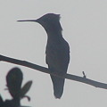 写真: Hummingbird