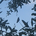 Hummingbird in the oak tree