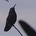 写真: Hummingbird　１