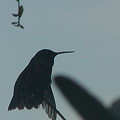写真: Hummingbird　２