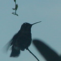 Hummingbird　３
