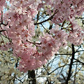 写真: sakura