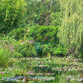 Photos: モネの庭　睡蓮・緑のハーモニー（パステル画）