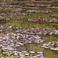 Photos: モネの庭　睡蓮の池