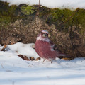 写真: オオマシコ成鳥、雪の上で・・