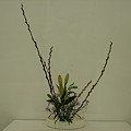 写真: 赤芽柳、クジャク草、スカシユリ