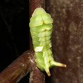 写真: ウラギンシジミ#8幼虫
