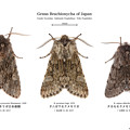 写真: 日本産Brachionycha属 全3種