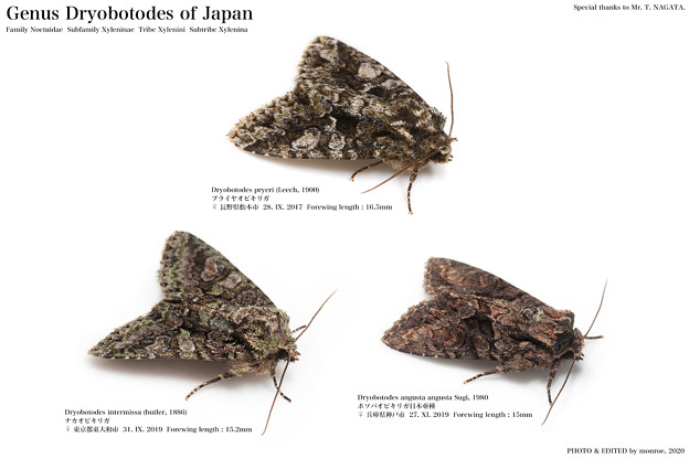 日本産キリガ Dryobotodes属 全3種