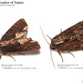 写真: 日本産キリガ Dipterygina属 全2種