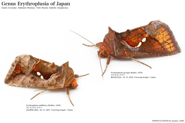 写真: 日本産キンウワバ Erythroplusia属 全2種