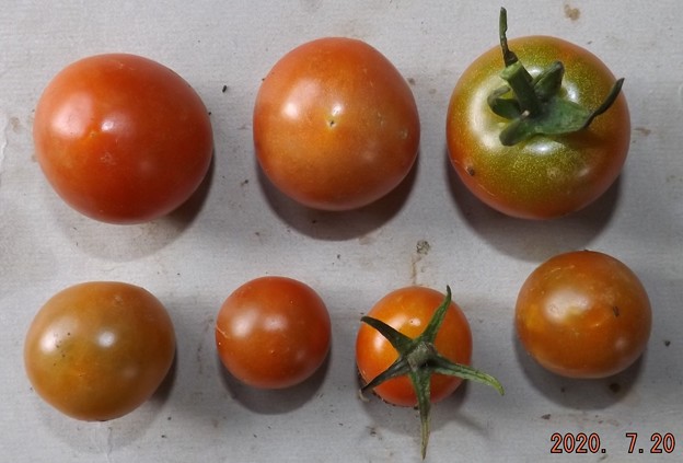 写真: 2020/07/20（月）・畑のミニトマト・７個収穫