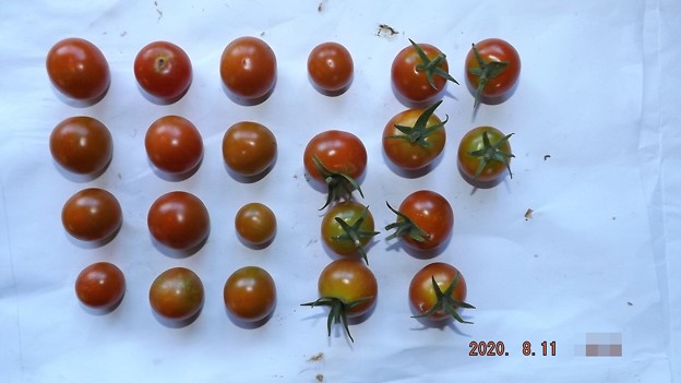 写真: 2020/08/11（火）・畑のミニトマト・２２個収穫