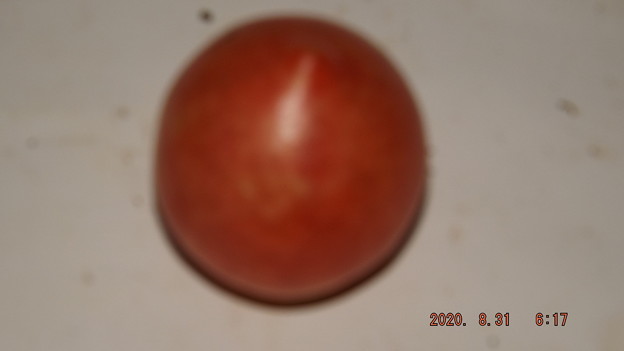 写真: 2020/08/31（月）・畑のトマト・１個収穫