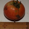 写真: 2020/09/02（水）・畑のトマト・１個収穫