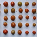 写真: 2020/09/02（水）・畑のミニトマト・３５個収穫