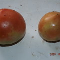 写真: 2020/09/03（木）・畑のトマト・２個収穫
