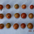 写真: 2020/09/03（木）・畑のミニトマト・１５個収穫