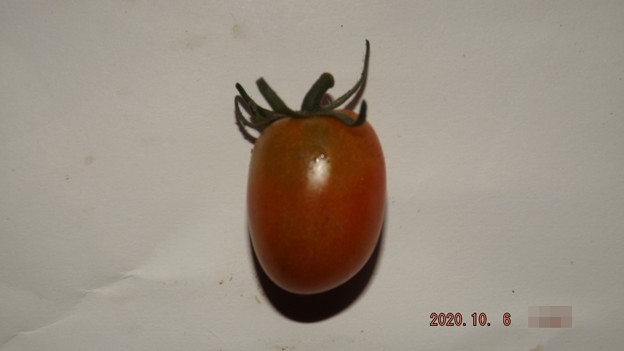 写真: 2020/10/06（火）・畑のミニトマト・１個収穫