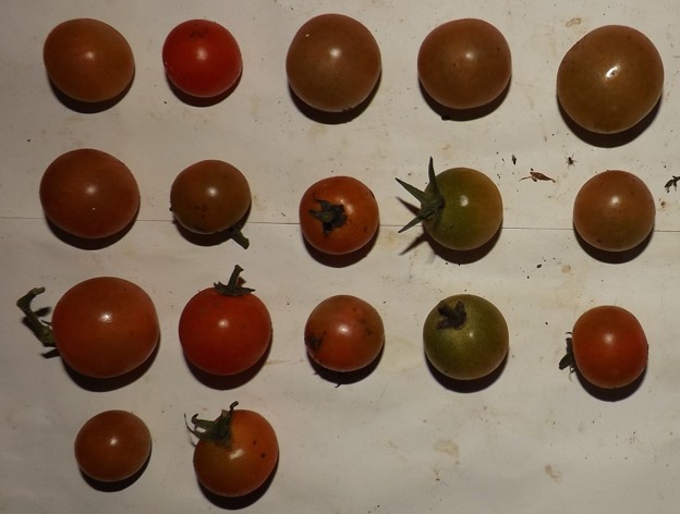 写真: 2020/11/30（月）・畑のミニトマト・１７個収穫