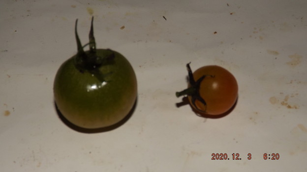 写真: 2020/12/03（木）・畑のミニトマト・２個収穫