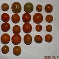 2020/12/11（金）・畑のミニトマト・２２個収穫