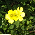 写真: 2021/02/21（日）・庭に咲いているお花・２