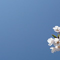 写真: 2009 4　2　 桜 (2)