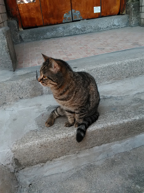写真: 0526_チョンノの野良猫