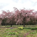 0422_畑の中の見事な桜