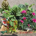 写真: 0426_野菜の苗を買ってきました