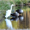 写真: 白鷺と鴨