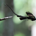 写真: サンコウチョウ飛ぶ