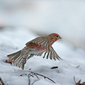 写真: 念願成就「雪中赤い鳥」