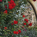 写真: 薔薇＠河口湖オルゴールの森美術館