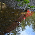 写真: 水面に映る赤い橋