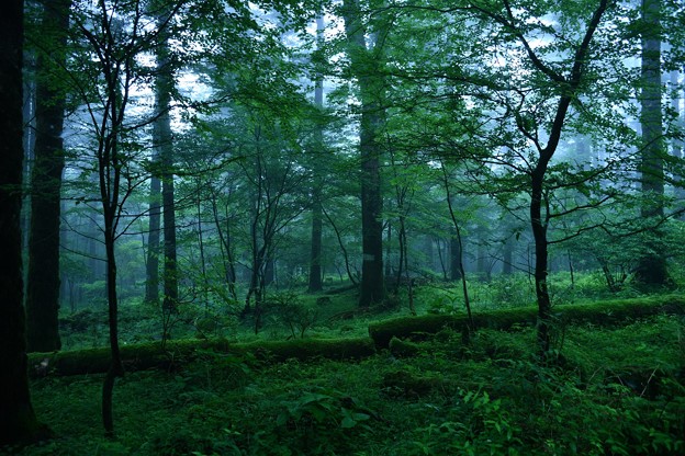写真: 姫の棲む霧森