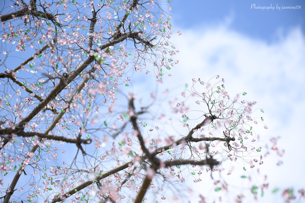 写真: ガラスの桜