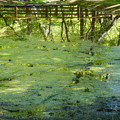 緑地の池