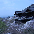 写真: 清水寺の桜