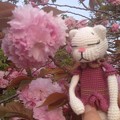 写真: 鶴岡八幡の八重桜