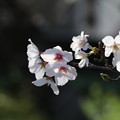 桜 IMG_2976