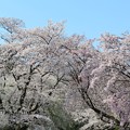 写真: 小石川植物園