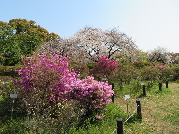 写真: 小石川植物園