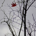 写真: 秋も終わり